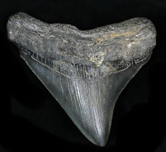 Fossil Megalodon Tooth - Georgia #32647